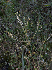 Cochlearia groenlandica, photograph (c) Ingvild Riska, some rights reserved (CC BY)