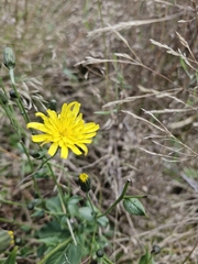 Hieracium sabaudum, photograph author not stated, no rights reserved