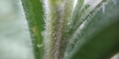 Echium vulgare