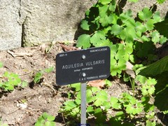 Aquilegia vulgaris vulgaris
