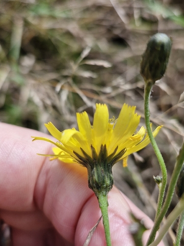 Hieracium sabaudum, photograph 5