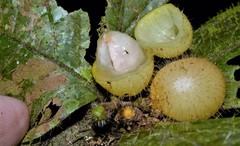 Cordia nodosa