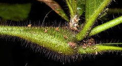 Cordia nodosa
