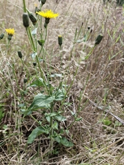 Hieracium sabaudum, photograph author not stated, no rights reserved