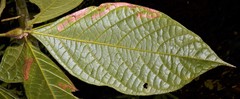 Cordia nodosa