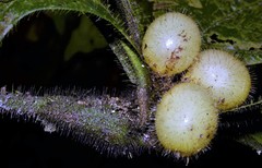 Cordia nodosa