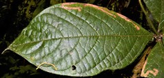 Cordia nodosa