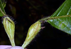 Cordia nodosa