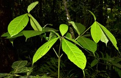 Cordia nodosa