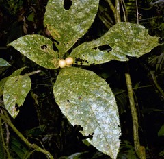 Cordia nodosa