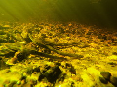 Lampetra planeri