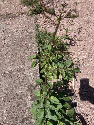 Scrophularia auriculata, photograph 3