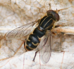 Anasimyia anausis