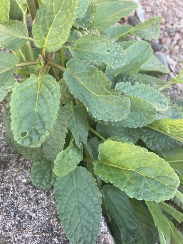 Scrophularia auriculata, photograph 4