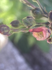 Scrophularia auriculata, photograph (c) Nick Butcher, some rights reserved (CC BY)