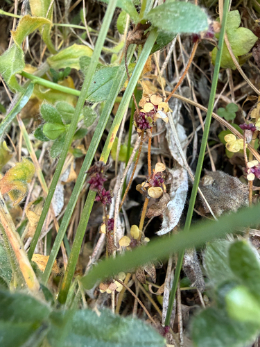 Saxifraga cernua, photograph 1