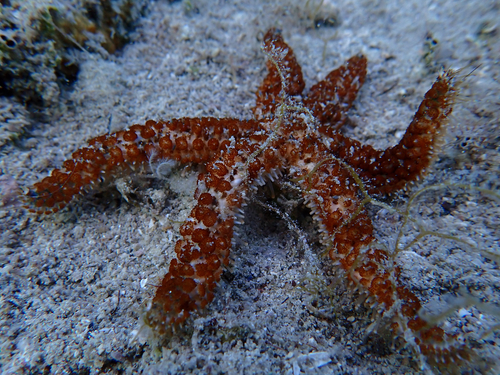 White Sea Star
