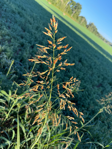 Johnson grass