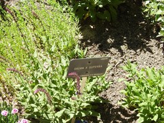 Salvia superba