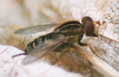 Anasimyia anausis