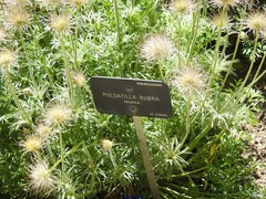 Pulsatilla rubra