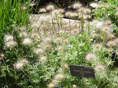 Pulsatilla rubra