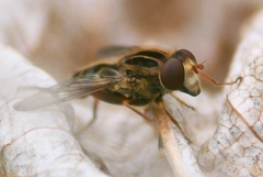 Anasimyia anausis