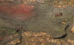Pristomyrmex punctatus