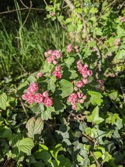 Crataegus × media