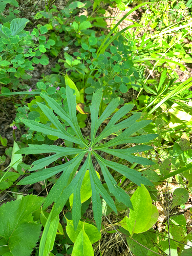 Syneilesis aconitifolia, photograph 2