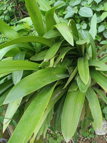 Natal Lily