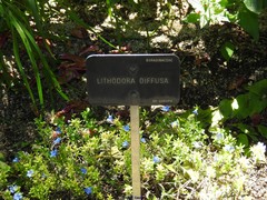 Glandora diffusa