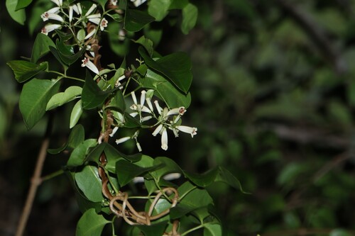Pandorea floribunda, photograph 4