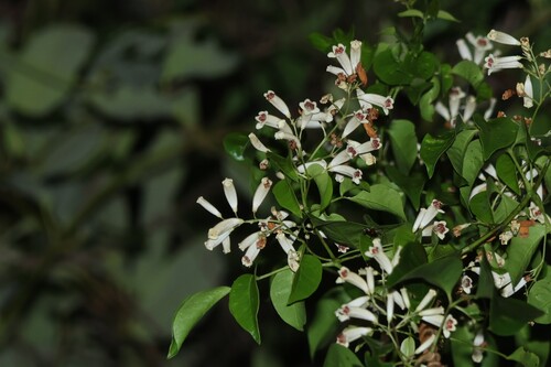 Pandorea floribunda, photograph 2