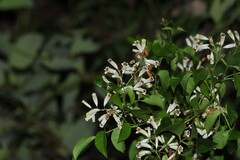 Pandorea floribunda, photograph (c) Greg Tasney, some rights reserved (CC BY-SA)