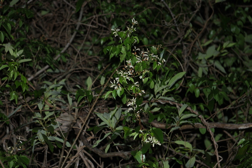 Pandorea floribunda, photograph 3