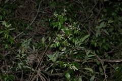 Pandorea floribunda, photograph (c) Greg Tasney, some rights reserved (CC BY-SA)