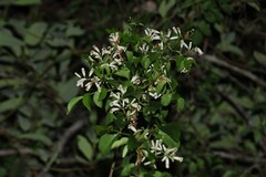 Pandorea floribunda, photograph (c) Greg Tasney, some rights reserved (CC BY-SA)