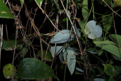 (c) Greg Tasney, some rights reserved (CC BY-SA) Smilax glyciphylla, photograph (c) Greg Tasney, some rights reserved (CC BY-SA)