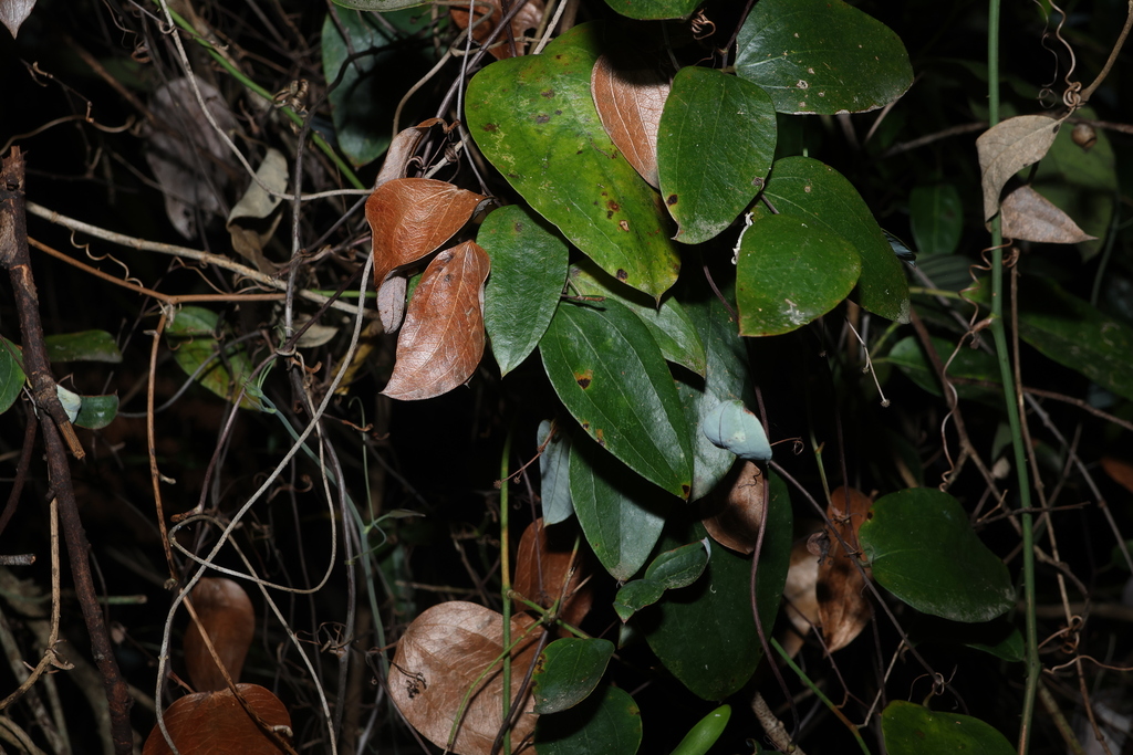 Smilax glyciphylla; photograph (c) Greg Tasney, some rights reserved (CC BY-SA)