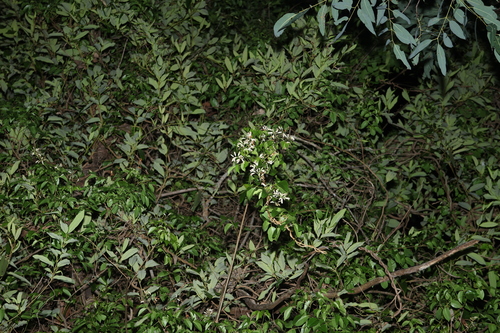 Pandorea floribunda