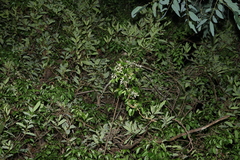 Pandorea floribunda