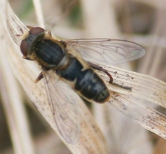Anasimyia bilinearis