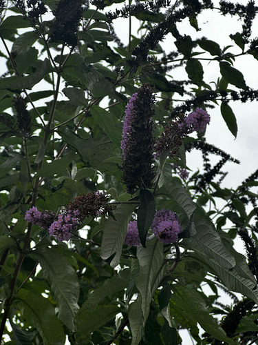 Butterfly bush