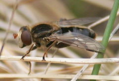 Anasimyia bilinearis