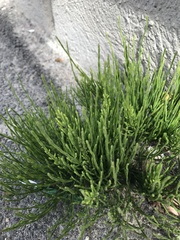 Equisetum arvense