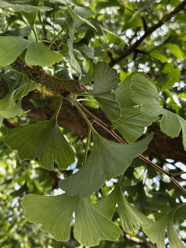 ginkgo