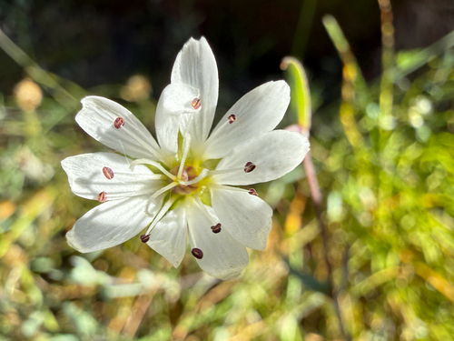 Stellaria longipes, photograph 3
