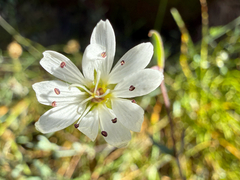 Stellaria longipes, photograph (c) Ingvild Riska, some rights reserved (CC BY)