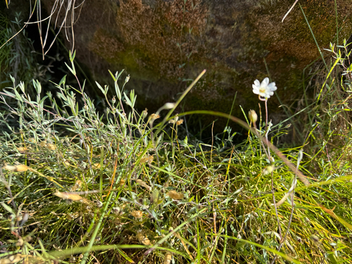 Stellaria longipes, photograph 2